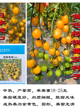 冠蔬茗珠3号黄色小番茄种子5粒8元抗病高糖黄色圆形番茄28元包邮