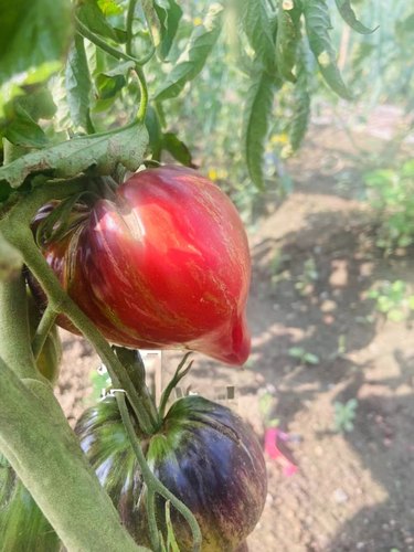 炽热火彗星番茄种子5粒6.8元满28元包邮