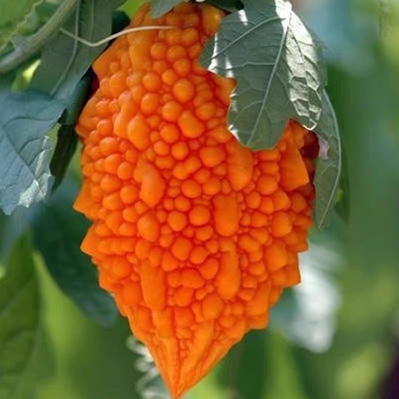 黄金小癞瓜种子10粒3.9元原厂彩包 癫葡萄阳台盆栽28元包邮