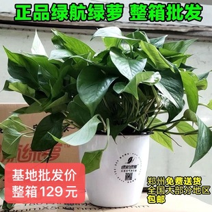 正品 lv航绿萝大叶长藤绿萝自动吸水盆净化空气吸附甲醛居家办公室