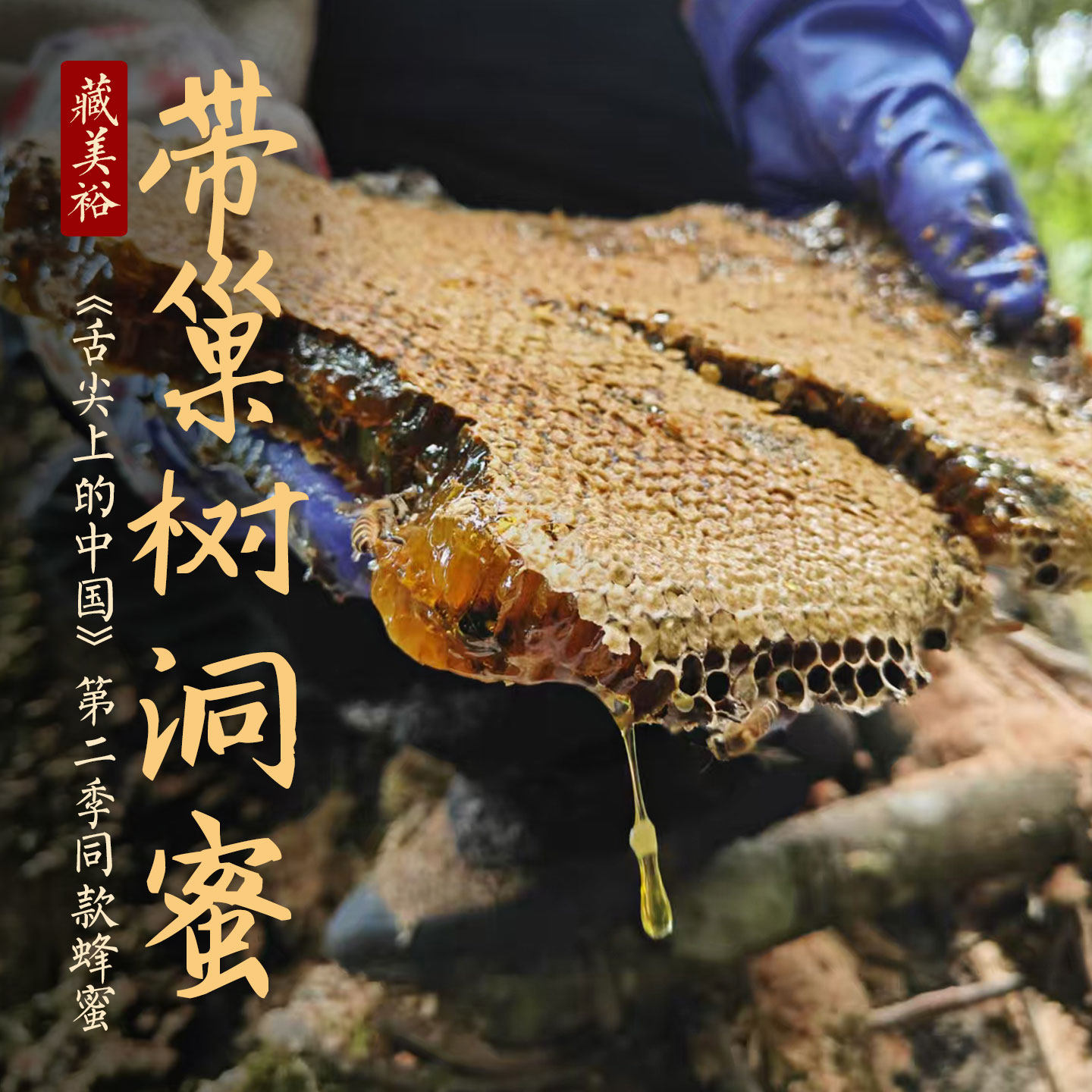 藏美裕 野生树洞蜂巢蜜 西藏林芝波密2-4年野生成熟蜜带巢500克