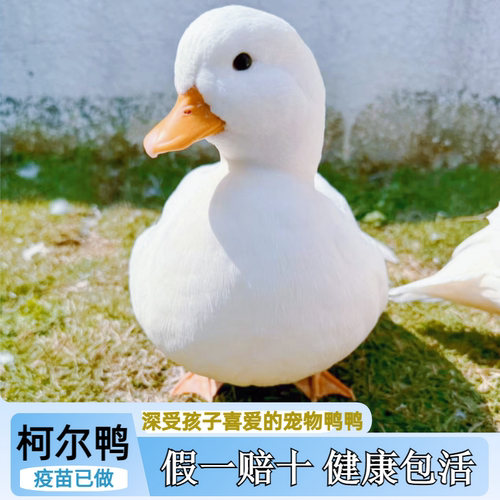 柯尔鸭活宠物幼崽网红鸭子纯种柯尔鸭一公一母包活青年成年赛S级