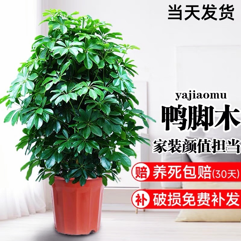 八方来财七叶莲鸭脚木盆栽客厅绿植花卉室内大型鸭掌木植物发财树