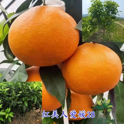 果冻橙爱媛28号红美人柑橘桔子苗