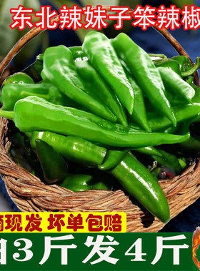 新鲜东北辣妹子薄皮青椒蔬菜