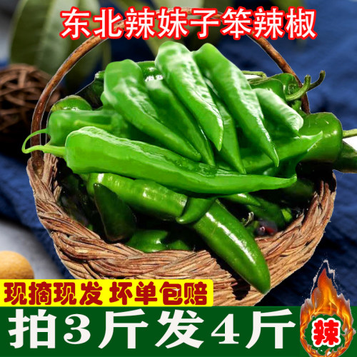 新鲜东北辣妹子薄皮青椒蔬菜