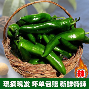 新鲜辣椒辣妹子剁椒超辣特辣薄皮辣椒笨辣椒青椒蔬菜非常辣