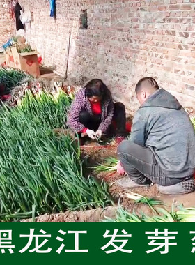 葱  东北发芽葱黑龙江小葱新鲜大葱蘸酱农家自种新鲜现挖小园葱