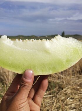 甘肃兰州靖远平川白兰瓜戈壁西贝沙漠银蒂网纹蜜瓜甜瓜哈密瓜包邮
