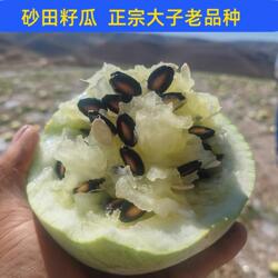 甘肃兰州靖远大子老品种籽瓜打瓜低糖榨汁水果孕妇儿童水果包邮