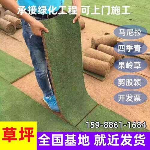 草皮真草坪带泥土别墅花园果岭草