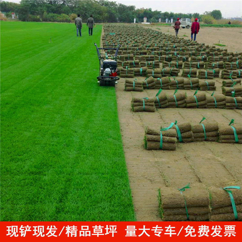 带土真草坪草皮四季青马尼拉台湾草果岭草玉龙草庭院别墅小区绿化