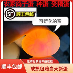 鸽子蛋受精可孵化种蛋白羽王银王灰王