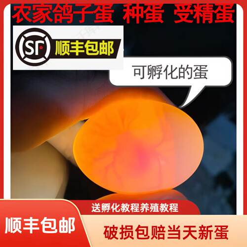 鸽子蛋受精可孵化种蛋白羽王