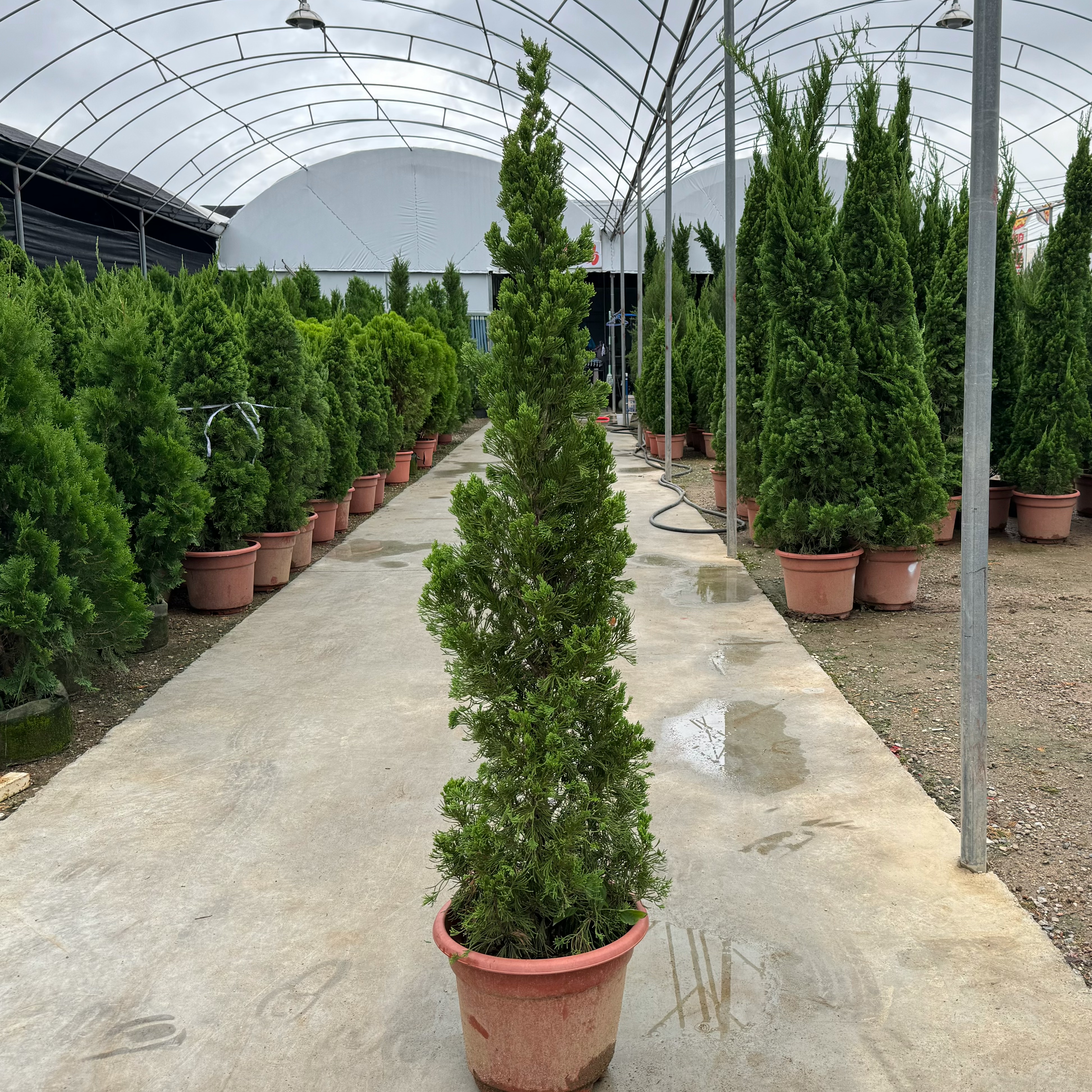 龙柏树苗盆栽大型侧柏扁柏塔松植物盆栽龙柏绿植户外庭院四季常青