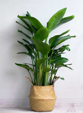 天堂鸟盆栽大型北欧室内办公室网红植物鹤望兰客厅好养吸甲醛绿植