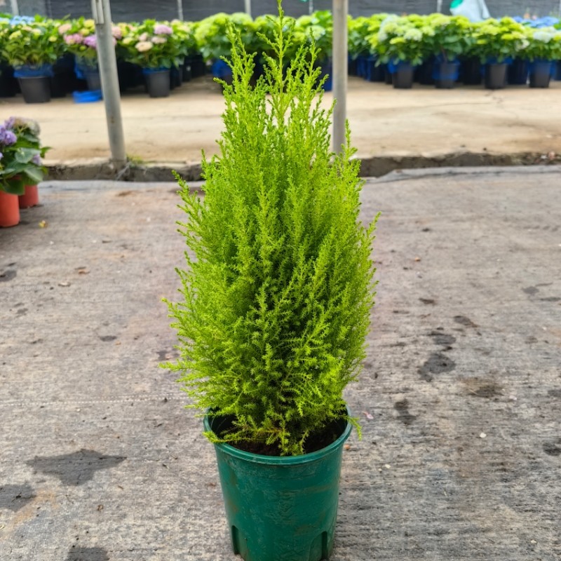香松盆栽植物圣诞树塔型树苗耐寒绿植室外庭院阳台香柏带香味绿植