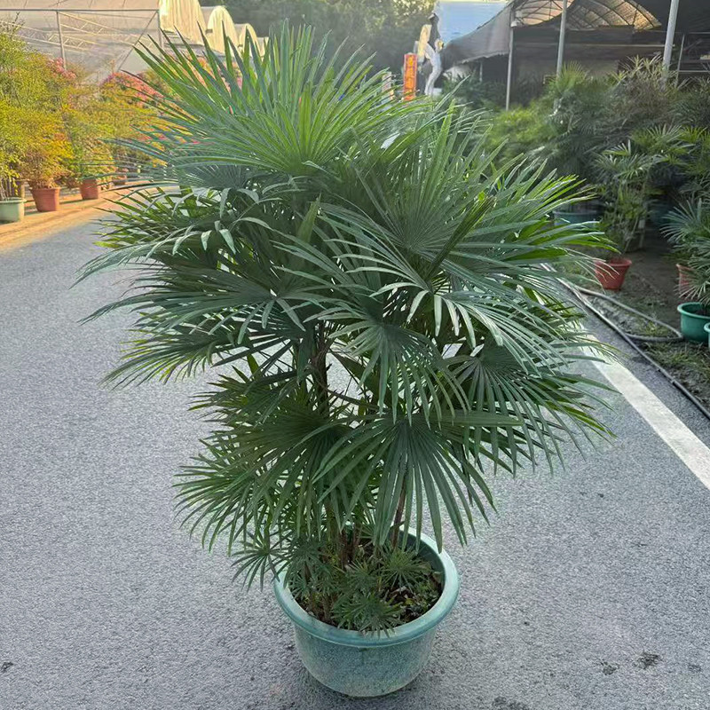 金山棕大型绿植盆栽室内易养活图片