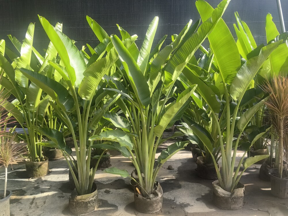 植旅人蕉盆栽大型外ddd人美蕉庭院阳台大绿好养活吸甲醛花卉室天