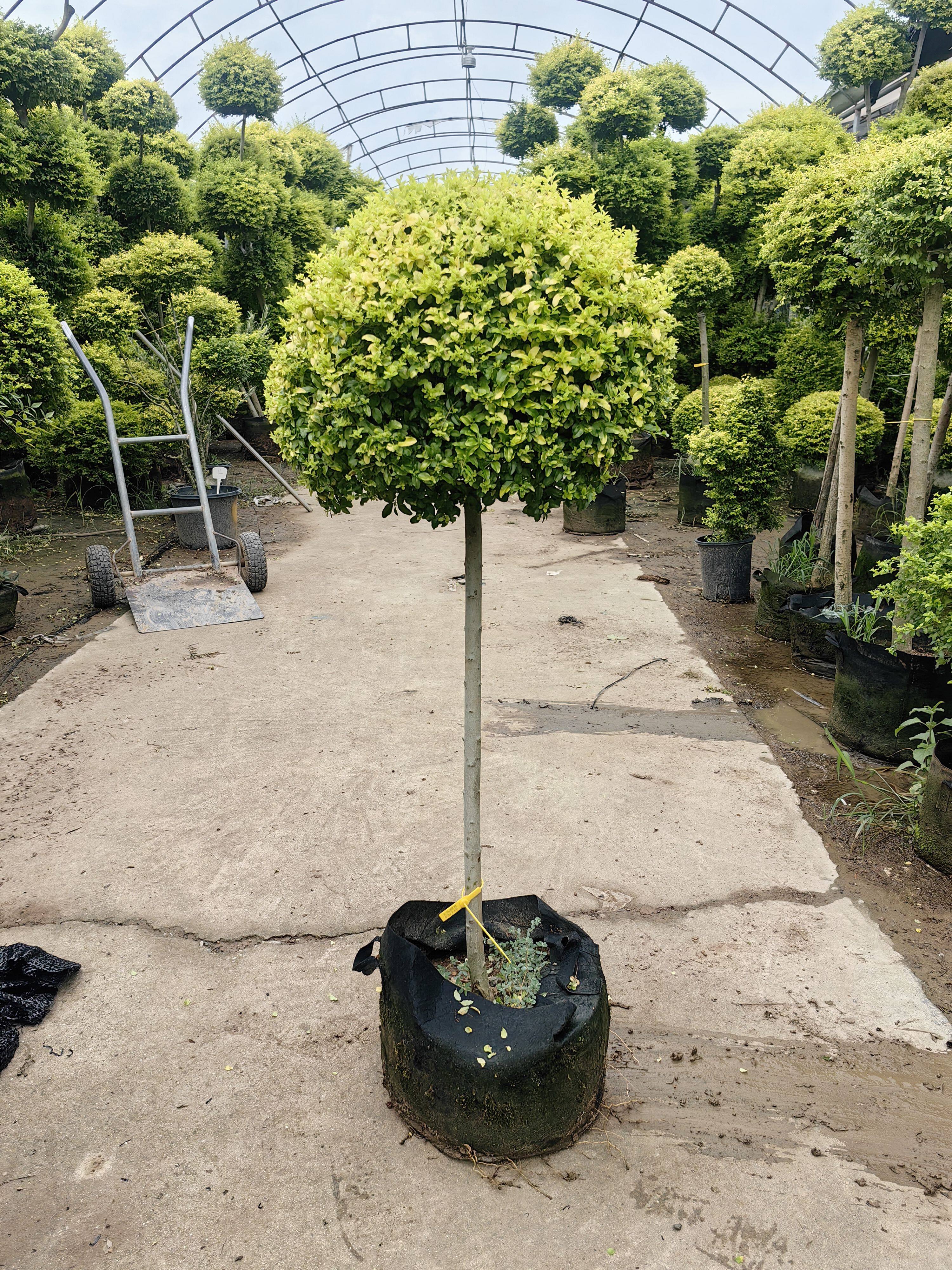 亮晶女贞棒棒糖花镜绿植耐寒耐晒四季常青室外造景植物庭院阳台