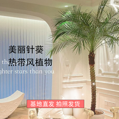 美丽针葵绿植盆栽室外庭院盆景