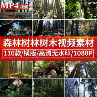 原始森林阳光穿透树林自然美景高清视频素材