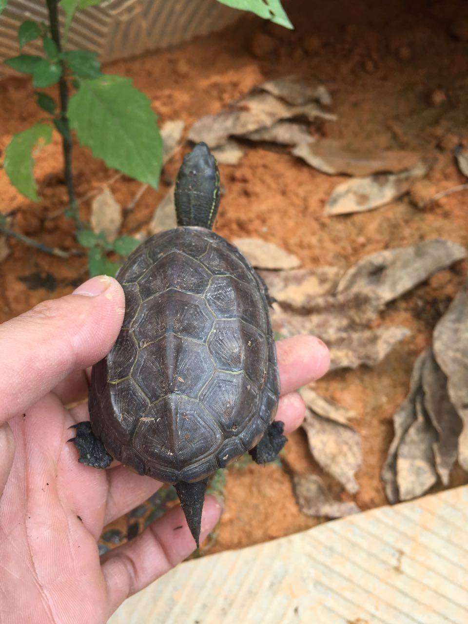 纯种中华草龟野草龟宠物乌龟墨龟金线龟招财镇宅包邮