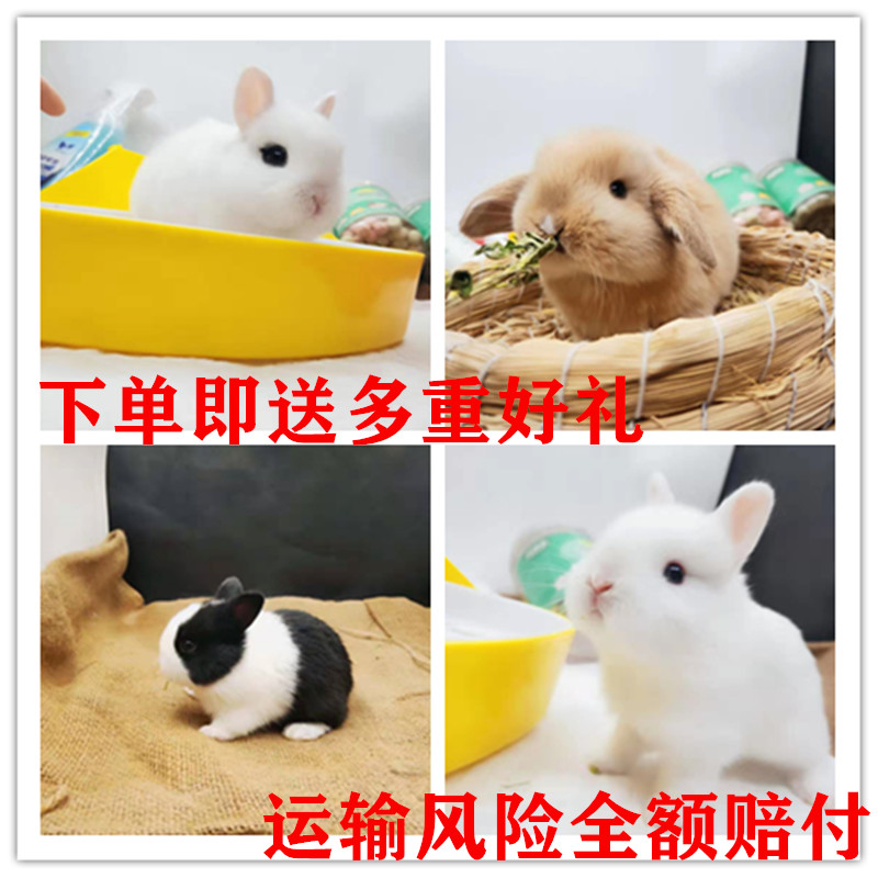 茶杯兔小型海棠荷兰兔凤眼兔西施侏儒兔活物长不大宠物兔子活体|msdalam kategori haiwan peliharaan/makanan haiwan dan bekalan, Arnab dan bekalan, arnab - dari Buy2taobao.com untuk memberikan perkhidmatan ejen Taobao profesional membeli