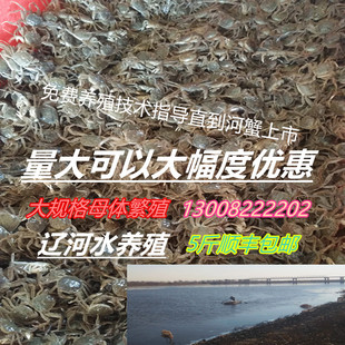 盘锦扣蟹大闸蟹苗毛蟹螃蟹苗河蟹苗小螃蟹淡水养殖5斤装顺丰包邮
