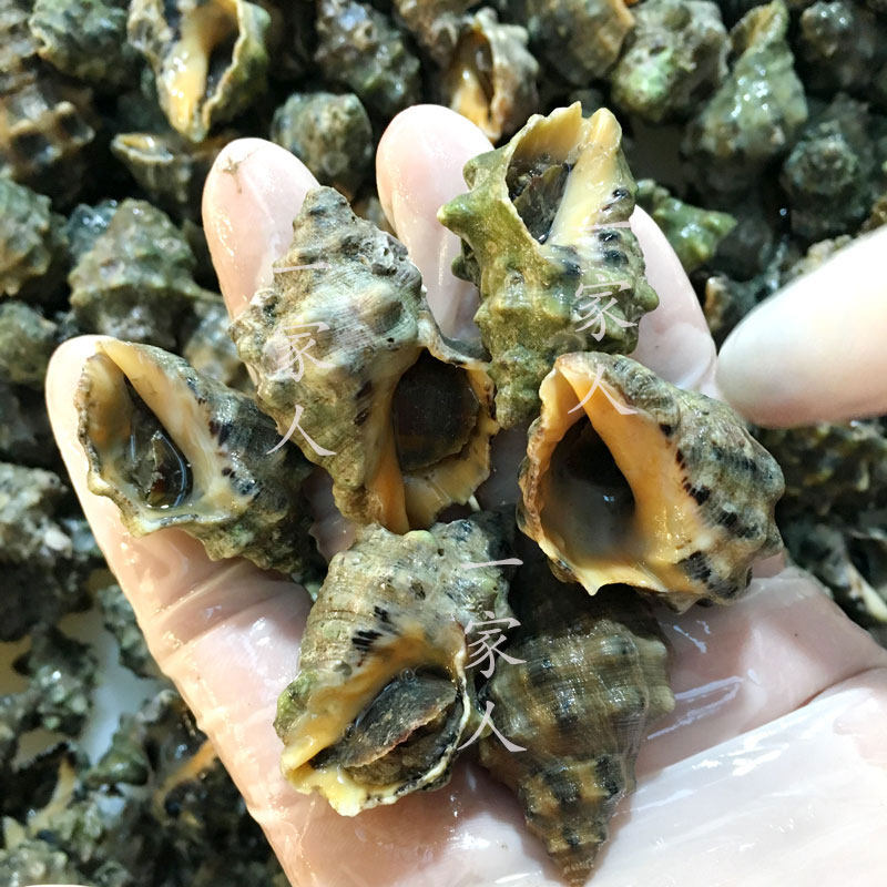 石浦海鲜东海野生辣螺新鲜鲜活贝壳类小海鲜鲜活海螺苦螺荔枝螺