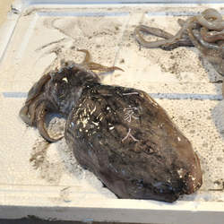 宁波石浦东海新鲜海鲜野生墨鱼 目鱼  花旗子乌贼鱼 1斤装2只内