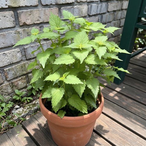 农大缘艺食用藿香盆栽苗原盆原土