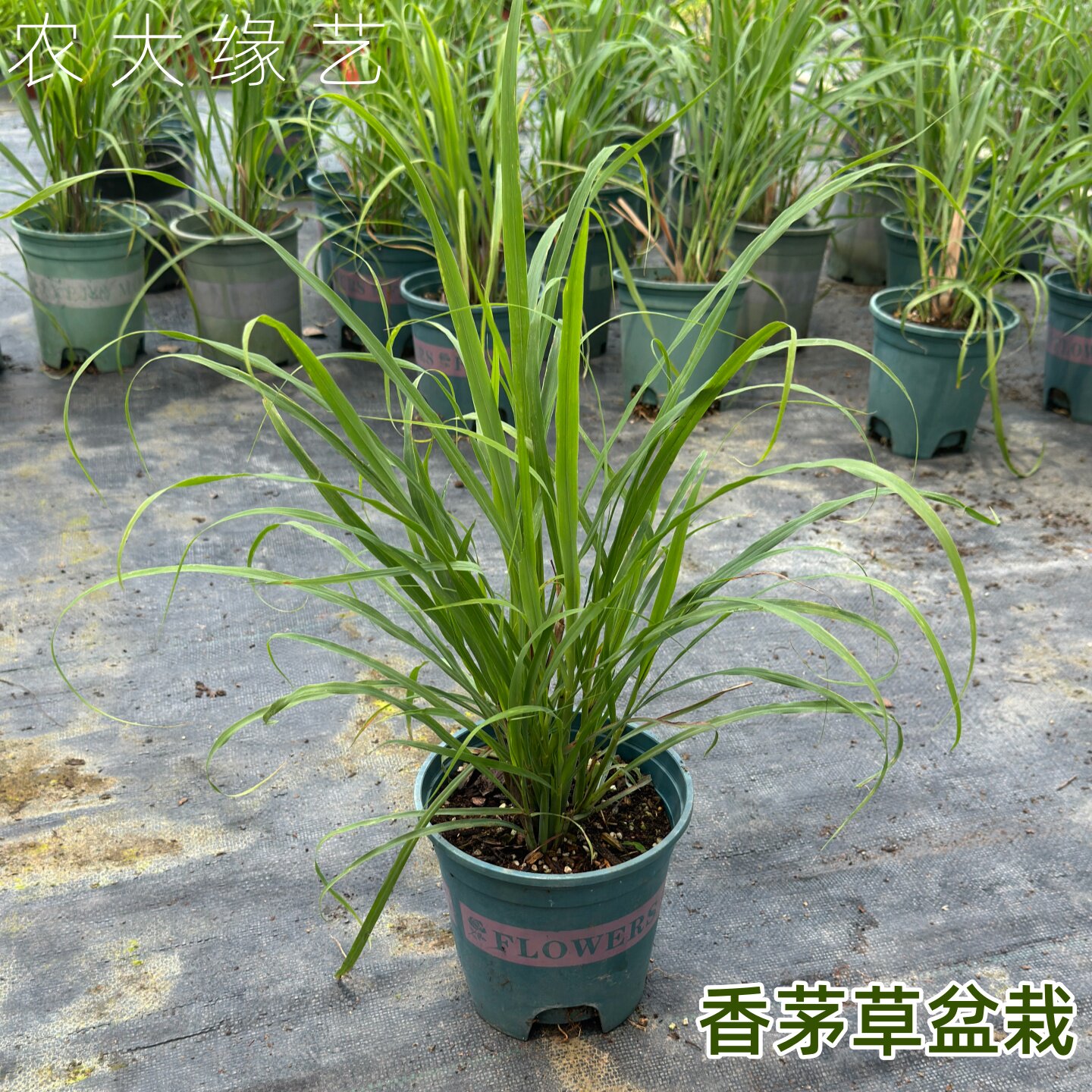 柠檬香茅草盆栽可食用新鲜香草种苗西餐调料阳台庭院室内驱蚊绿植
