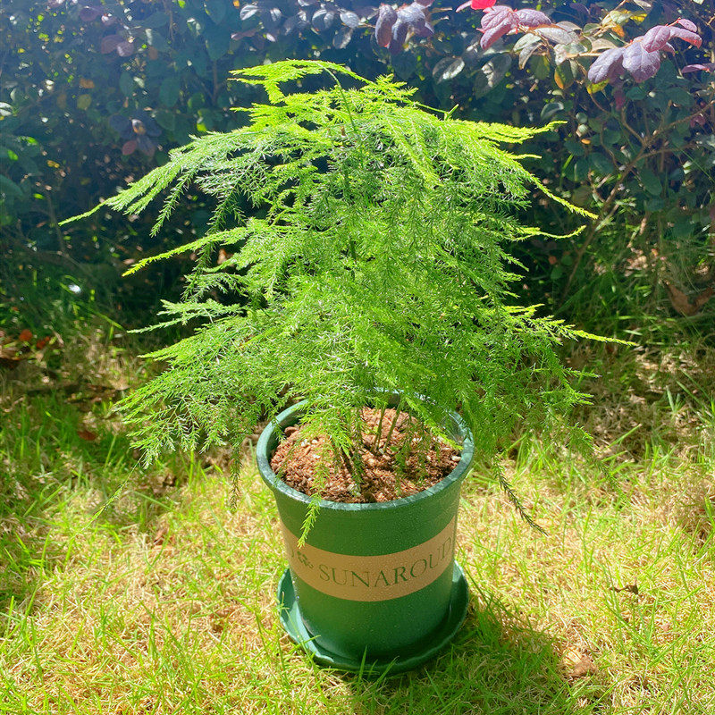 文竹小盆栽松刺天冬云竹净化空气常青室内桌面盆景绿色植物成都