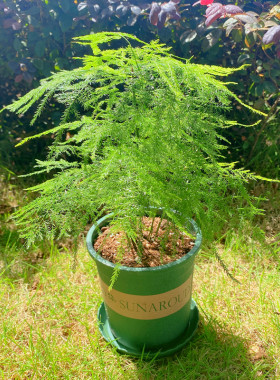 文竹小盆栽松刺天冬云竹净化空气常青室内桌面盆景绿色植物成都