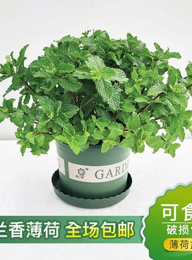 薄荷盆栽新鲜可食用薄荷叶室内水培驱蚊植物迷迭香薄荷苗绿植花卉
