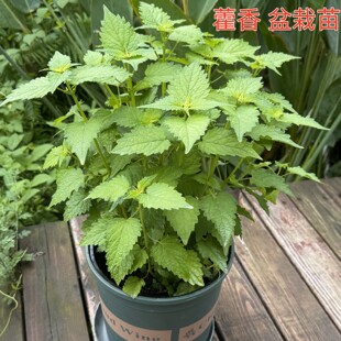藿香苗盆栽庭院露天阳台种植食用新鲜香叶植物五香叶鱼香原盆原土