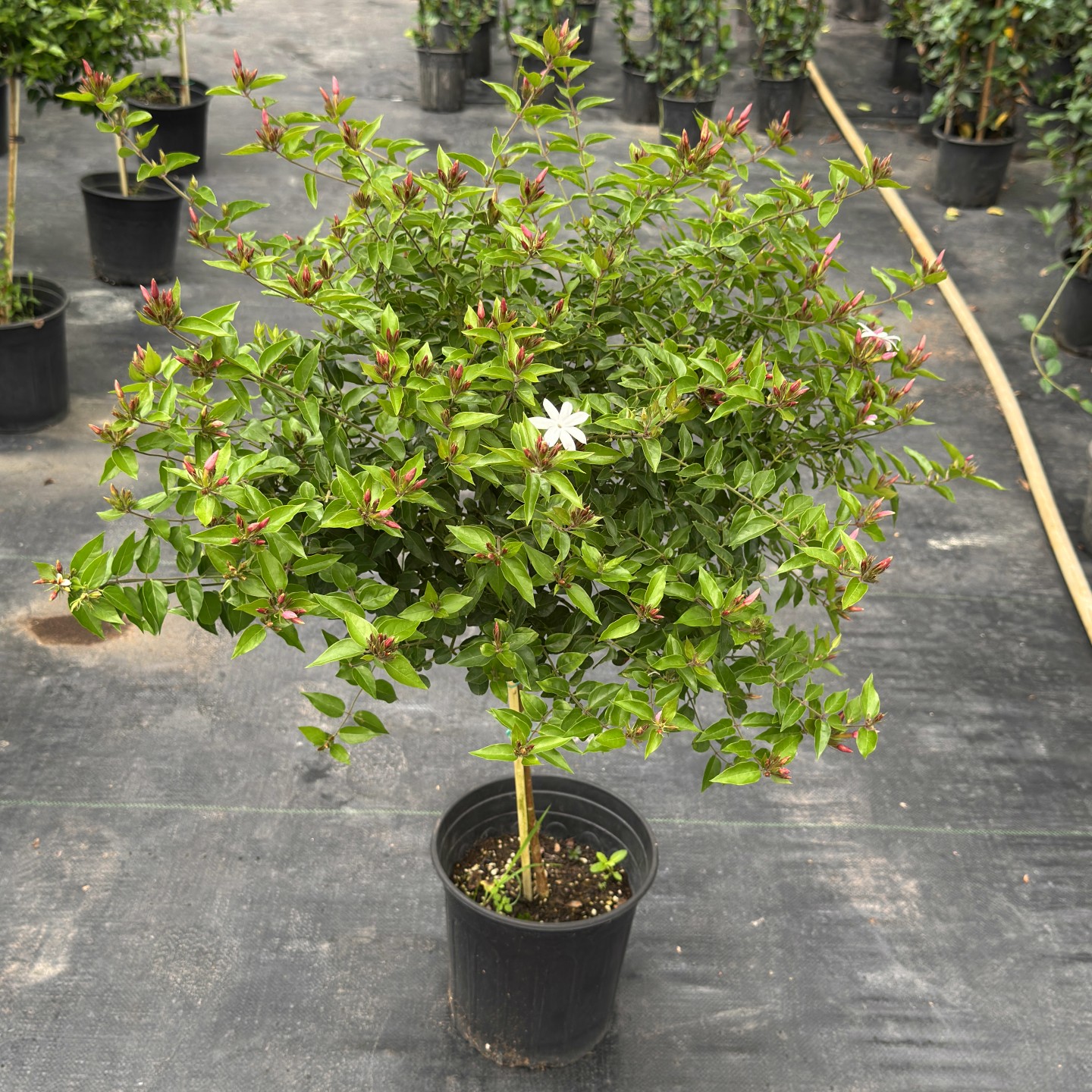 农大缘艺素馨茉莉棒棒糖盆栽带花