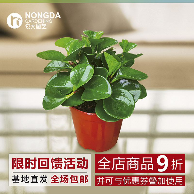 水培植物豆瓣绿青叶碧玉翡翠椒草办公室绿植盆栽净化空气吸甲醛