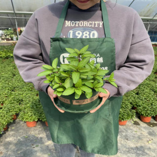 新鲜可食用香叶薄荷苗室内花园驱蚊绿植花卉 土薄荷 胡椒薄荷盆栽