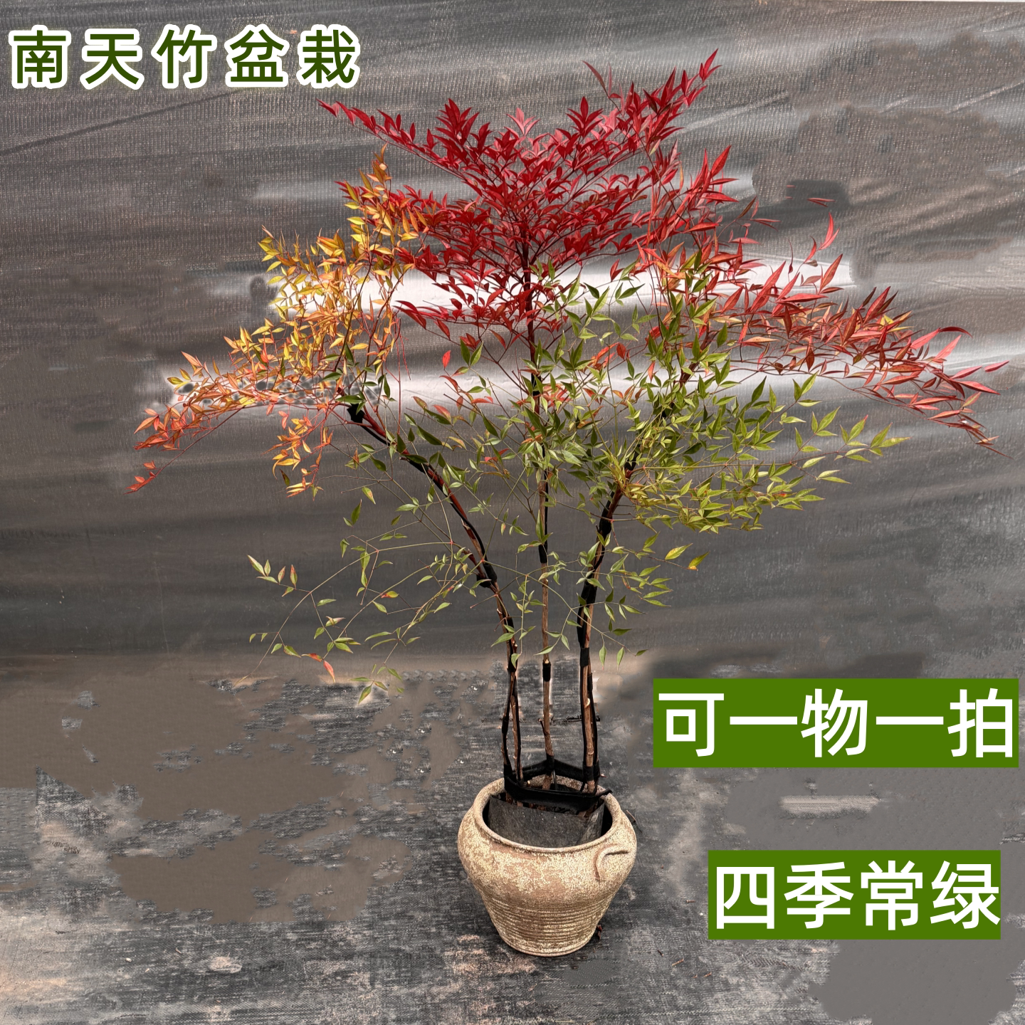 农大缘艺南天竹大型造型盆栽植物