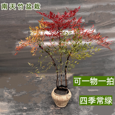 农大缘艺南天竹盆栽大型真植物