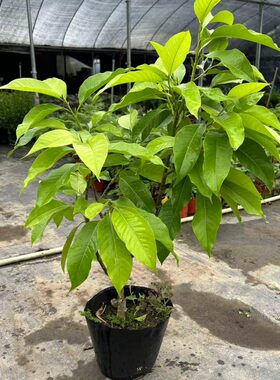 农大缘艺黄果兰浓香盆栽四季开花