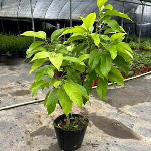 黄果兰浓香型盆栽花园阳台庭院可种植四季开花原土原盆发货易成活