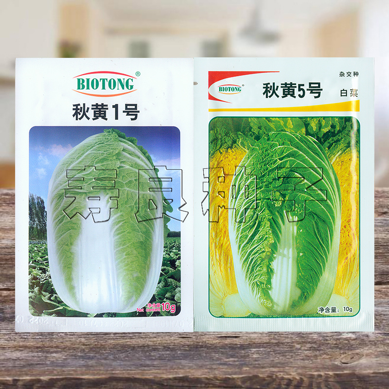 大白菜种子黄心秋季泡菜蔬菜种籽韩国百欧通寿光种孑秋黄1号5号