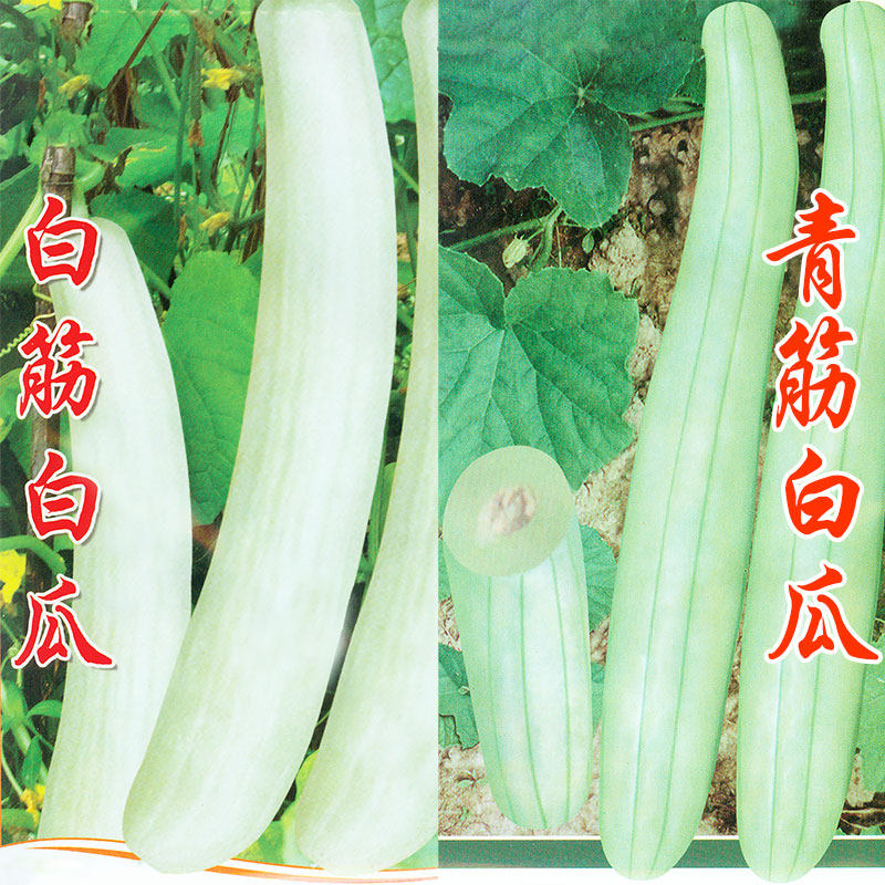 菜瓜种籽青筋白瓜大长甜瓜高产四季盆栽老品种爪种孑水果寿光种子