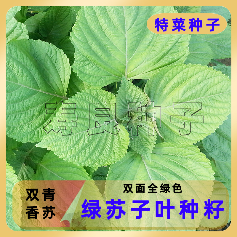 苏子叶种子孑苗双青绿大圆香韩国育种四季盆栽食用烤肉泡菜蔬菜籽