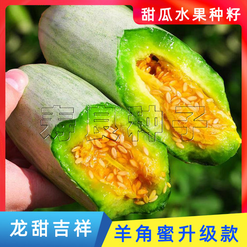 甜瓜种籽水果种子羊角蜜博洋蜜瓜