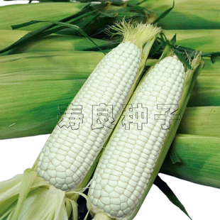 玉米种子加甜粘白金糯水果大棒早熟高产春秋白色包谷种孑种籽寿光