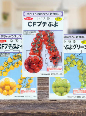 小番茄种籽日本渡边西红柿水果